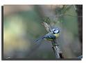 248-MH03955-mesange-bleue-