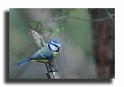 249-MH03962-mesange-bleue-