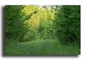 25-milieu-a-chevreuil-surtout-au-printemps-pour-les-jeunes-poussesRSC0001milieu-a-chevreuil-(1)