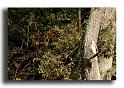 259-buse-phase-claire(0)-Buteo-buteo