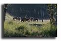 277-sanglier-3copy--dia-kodack