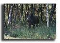 280-sanglier-2copy--dia-kodack