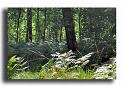 282-MH02710-en-foret
