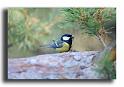 285-MH0230-mesange-charbonniere-parus-major