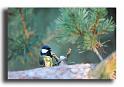 287-MH0080-mesange-charbonniere-parus-major