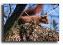 288-MH-ecureuil-scandia