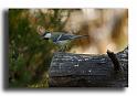 295-MH02867-mesange-charbonniere-parus-major