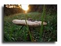 298-MH1120-champignon-a-nommer