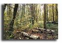 30-RSC0002-sous-bois