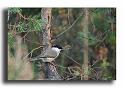 31-MH0121-mesange-nonette-parus-palustris