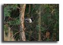 32-MH0110-mesange-nonette-parus-palustris