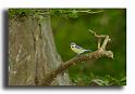 34-MH0015-mesange-bleue-parus-caeruleus