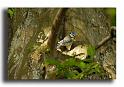 35-MH0025-mesange-bleue-parus-caeruleus