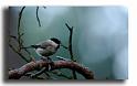 38-MH0091-mesange-nonette-parus-palustrisCopie