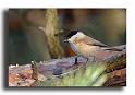 39-MH0163-mesange-nonette-parus-palustris