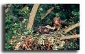 51-bondree-apivore-nourrissage--pernis-apivorus-0002-dia-kodackrome-25-asa