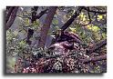 68-App0004-bondre-apivore-immature