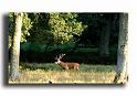 72-MH0012-cerf-elaphe-cervus-élaphus