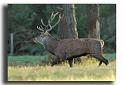 74-MH0013-cerf-elaphe-cervus-elaphus