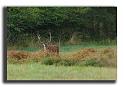 79-MH03858-cerf-elaphe-cervus-elaphus