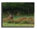 80-MH03859-cerf-elaphe-cervus-elaphus
