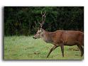 84-MH03867-cerf-elaphe-cervus-elaphus