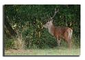 86-MH03871-cerf-elaphe-cervus-elaphus