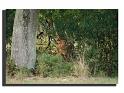 87-MH03872-cerf-elaphe-cervus-elaphus