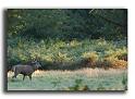 96-MH0019-cerf-elaphe-cervus-elaphus