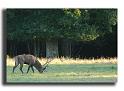 97-MH0016-cerf-elaphe-cervus-elaphus