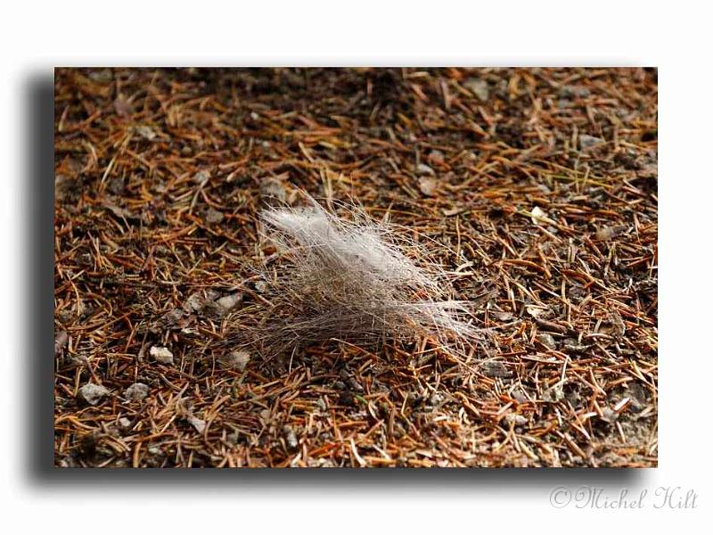 06-MH0025poils-de-chamois.jpg