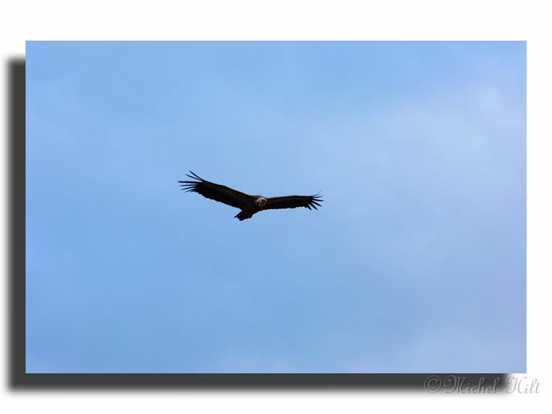 129-MH04969-vautour-fauve-gyps-fulvus.jpg