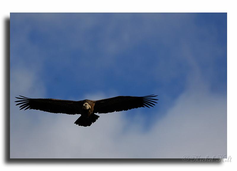 130-MH05880-vautours-fauves--Gyps-fulvus.jpg