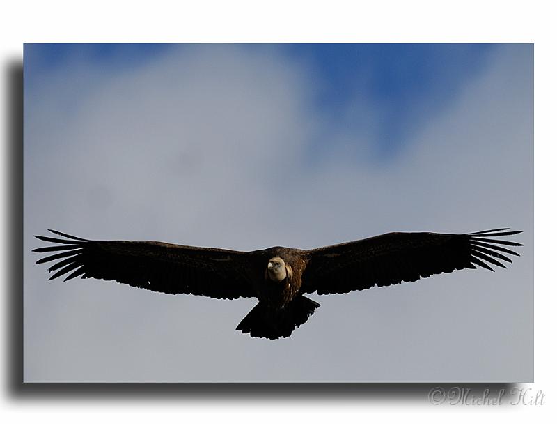 131-MH05879-vautours-fauves--Gyps-fulvus.jpg