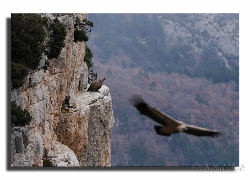 132-HMO2655-vautours-fauves--Gyps-fulvus.jpg