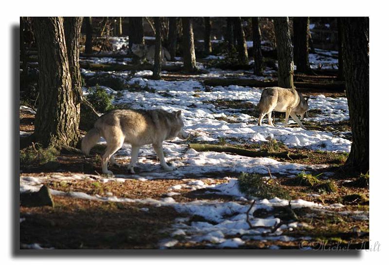 154-MHO0215-loup-canis-lupus-105-AI-f2,5.jpg