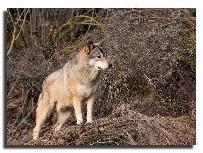 155-MHO0158-loup-canis-lupus.jpg