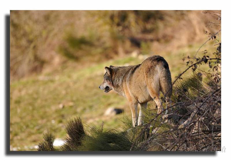156-MHO0173-loup-canis-lupus.jpg