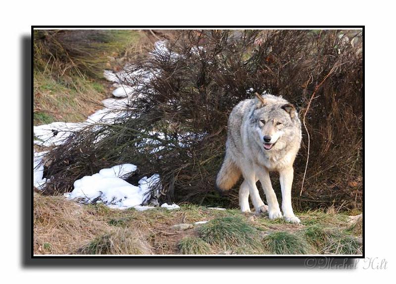 158-MHO0102-loup-canis-lupus.jpg