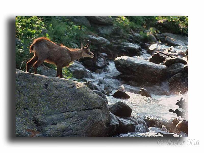 29-chamois0002_016_016.jpg