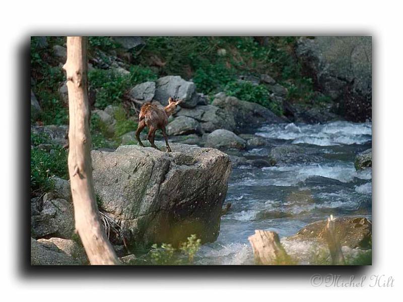 34-chamois0001_022_022.jpg