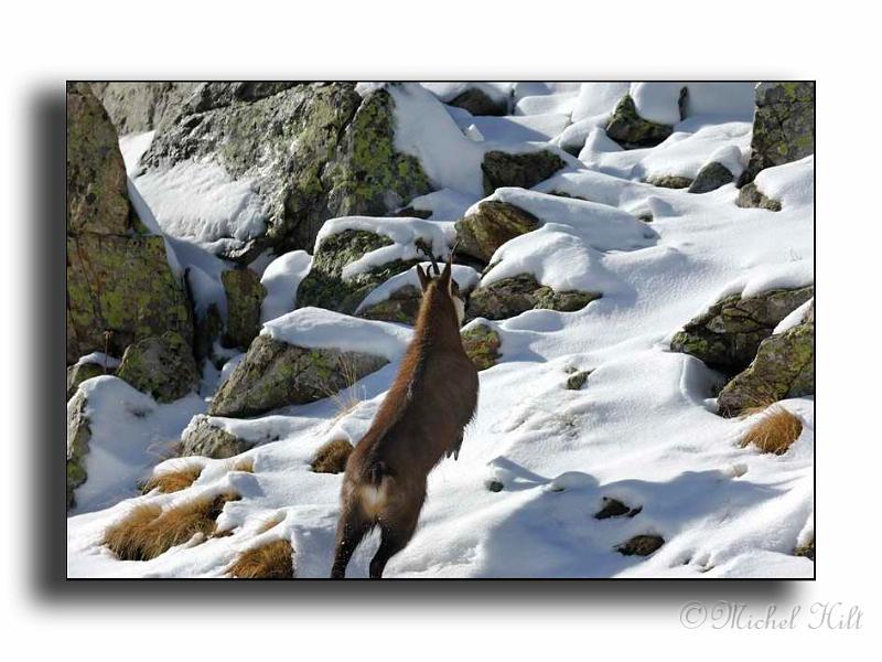 61-RSC0061-chamois-late-camox-male_copy_049_048.jpg