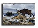 105-MH0126-chamois-male-rupicapra-rupicapra_093_092