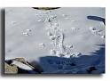 108-MH-0133-effet-de-broutage-dans-la-neige-chamois-rupicapra-rupicapra