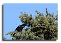 112-MH00407-grand-corbeau-corvus-corax