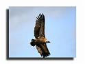 137-MH05929-vautours-fauves--Gyps-fulvus
