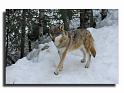 157-MH01233-loup-canis-lupus