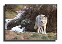 158-MHO0102-loup-canis-lupus