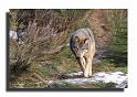 159-MHO0125-loup-canis-lupus