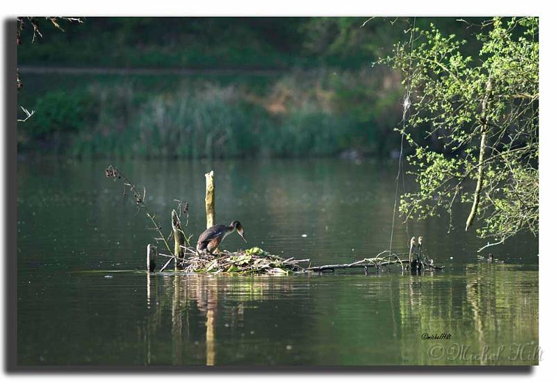 006MH0043-grebe-huppe-podiceps-cristatus-au-nid.jpg